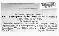 Stemphylium vesicarium image